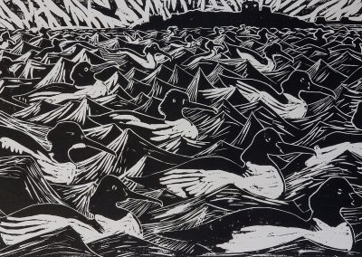 A Fleet of Mergansers