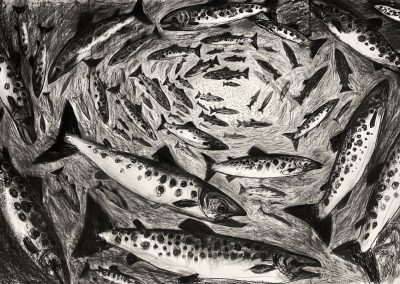 The Sea Trout Shoals of Old