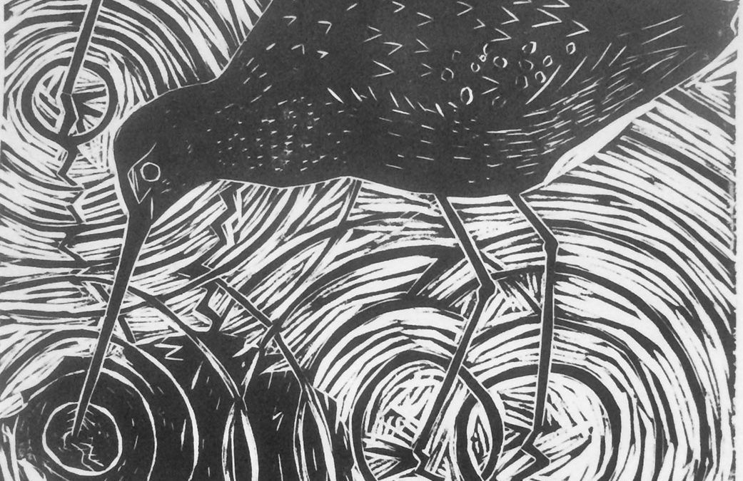 Black Tailed Godwits