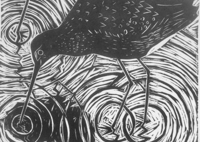 Black Tailed Godwits